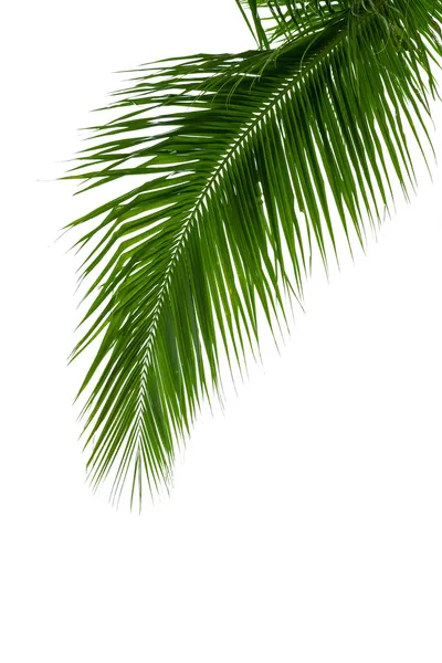 孤立的白色背景上的椰子树上的树叶 — 图库照片