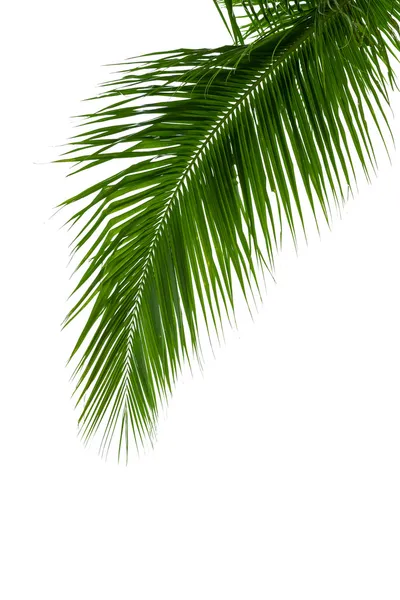 Leaves of coconut tree isolated on white background — Stock Photo, Image