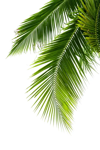 Leaves of coconut tree isolated on white background — Stock Photo, Image