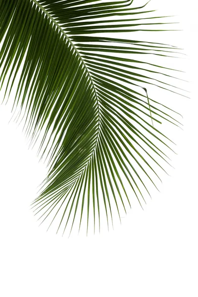 Leaves of coconut tree isolated on white background — Stock Photo, Image