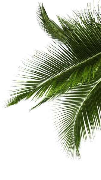 Liście z drzewa kokosowego na białym tle — Zdjęcie stockowe