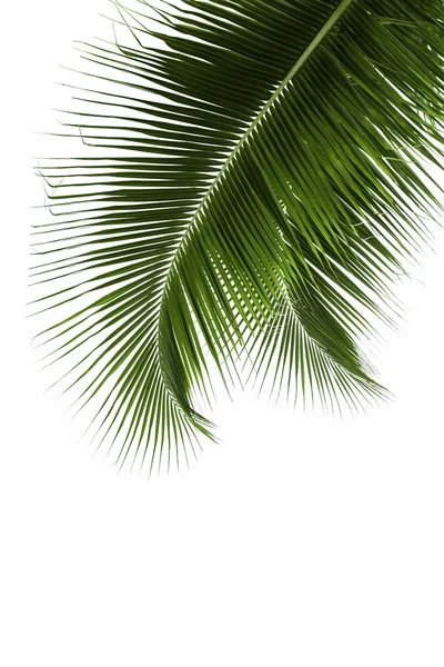 Levél a kókusz fa elszigetelt fehér background — Stock Fotó