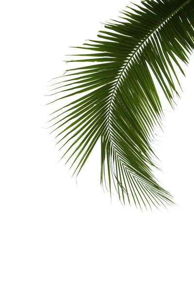 Листья кокосового дерева изолированы на белом фоне — стоковое фото