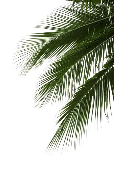 Leaves of coconut tree isolated on white background — Stock Photo, Image