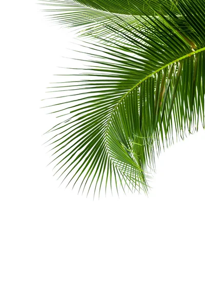 Leaves of coconut tree isolated on white background — Stock Photo, Image