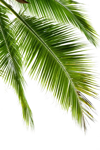 Leaves of coconut tree isolated on white background — Stock Photo, Image