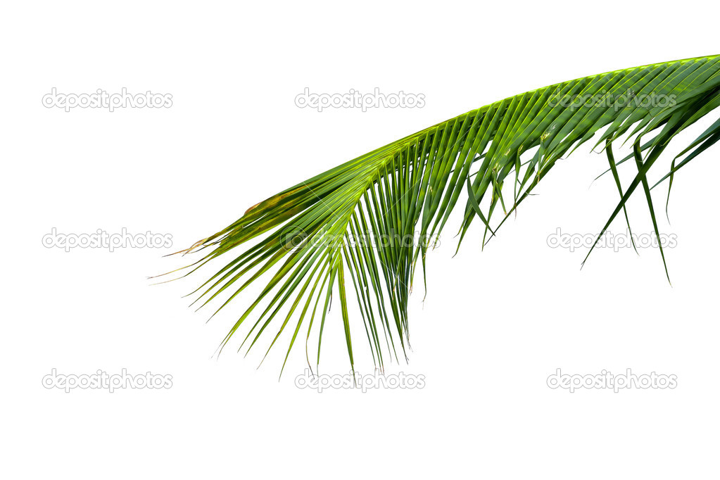 leaves of coconut tree isolated on white background