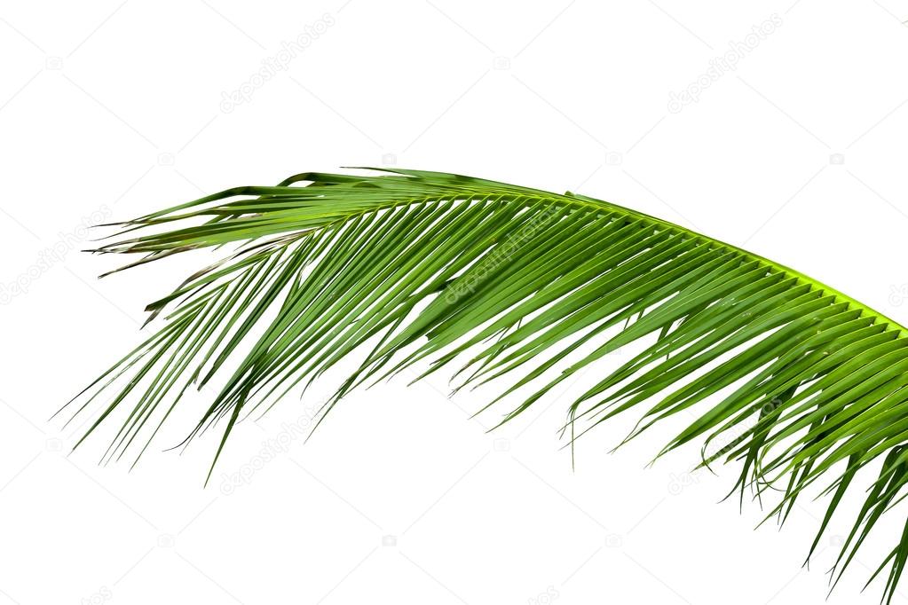 leaves of coconut tree isolated on white background