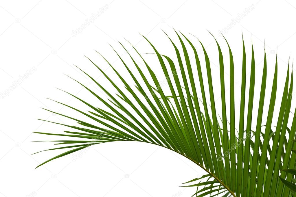 grüne Palmblättern isolierten auf weißen Hintergrund ...