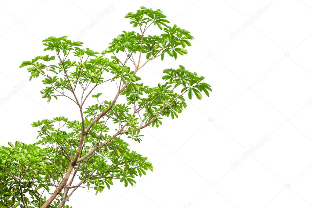 green leaves isolated on white background, clipping path include
