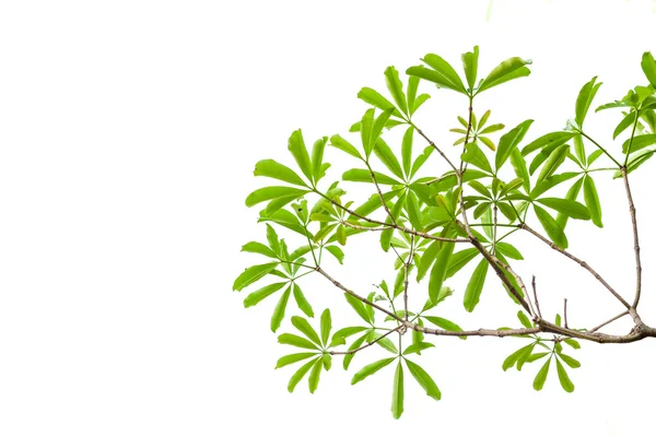 Green leaves isolated on white background — Stock Photo, Image