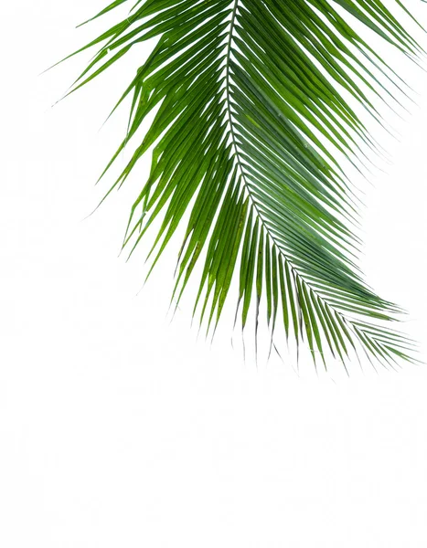 하얀 배경에 분리되어 있는 야자나무 잎 — 스톡 사진