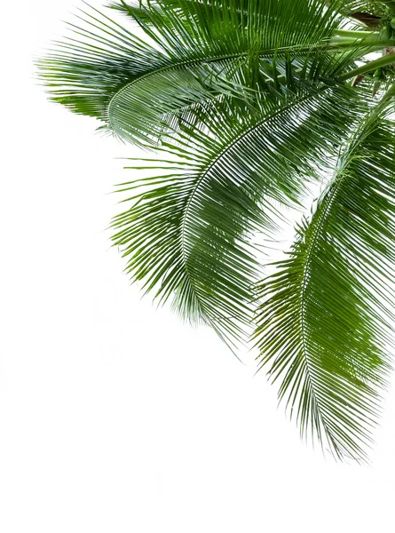 Leaves of coconut tree isolated on white background — Stock Photo, Image