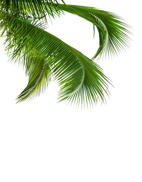 Leaves of coconut tree isolated on white background — Stock Photo, Image