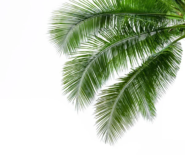 Liście z drzewa kokosowego na białym tle — Zdjęcie stockowe