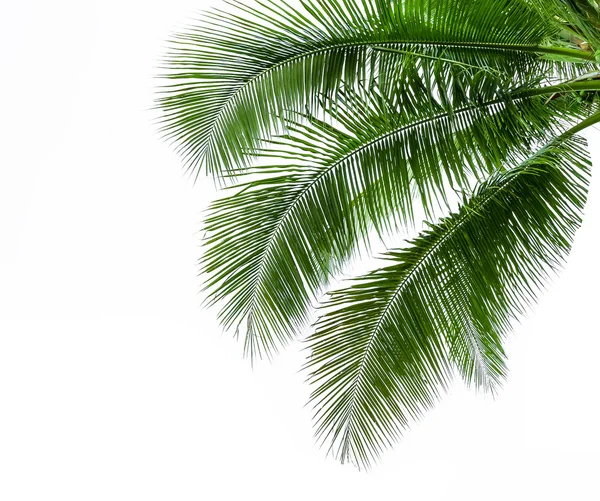 Hojas de cocotero aisladas sobre fondo blanco — Foto de Stock