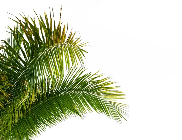 흰색 배경에 고립 된 코코넛 나무의 잎 — 스톡 사진