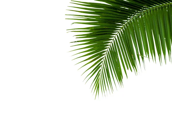 Leaves of coconut tree isolated on white background — Stock Photo, Image