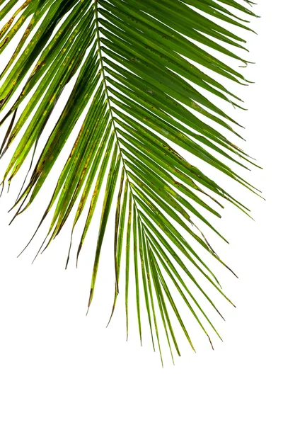 Foglie di cocco isolate su sfondo bianco — Foto Stock