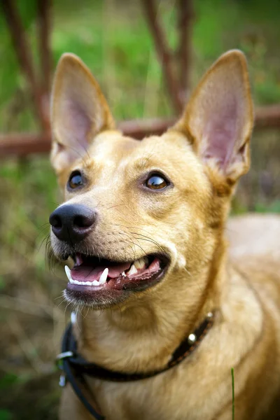 Portrait of a beautiful dog — Stock Photo, Image