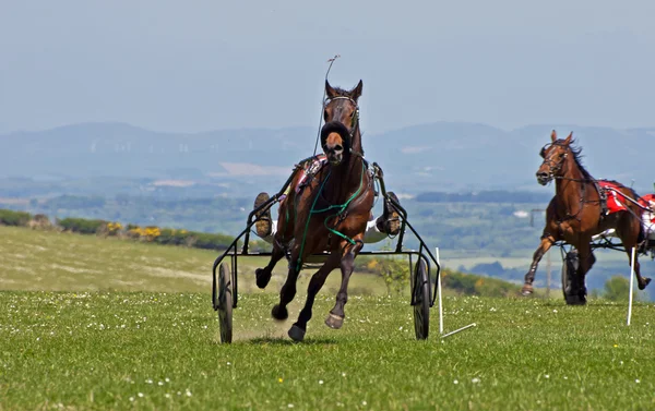 Gara di trotto Galles — Foto Stock