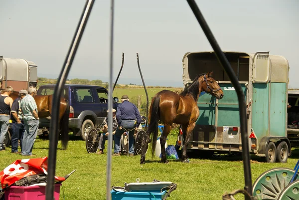 Course de trot Cardigan Pays de Galles — Photo