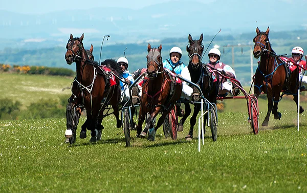 Trotting Race Cardigan Wales — Stock Photo, Image