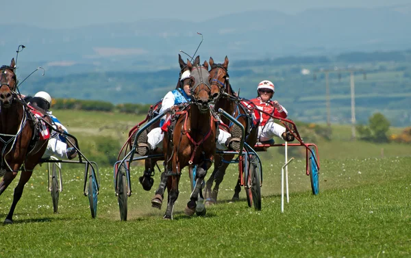 Trotting Race Cardigan Wales — Stock Photo, Image