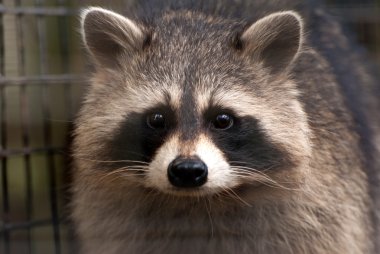Rakun