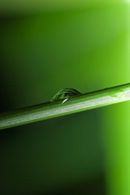 çimenlerin üzerinde damla