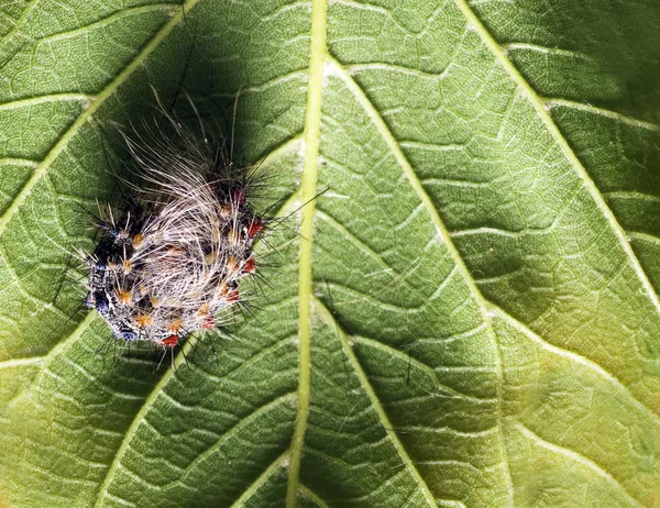 Caterpillar — Stock Photo, Image