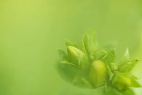 Grüne Blume — Stockfoto