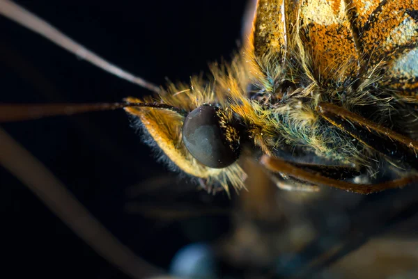 Borboleta — Fotografia de Stock