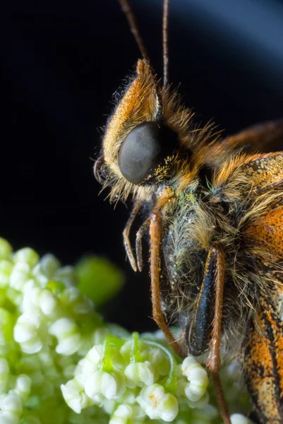 Borboleta — Fotografia de Stock