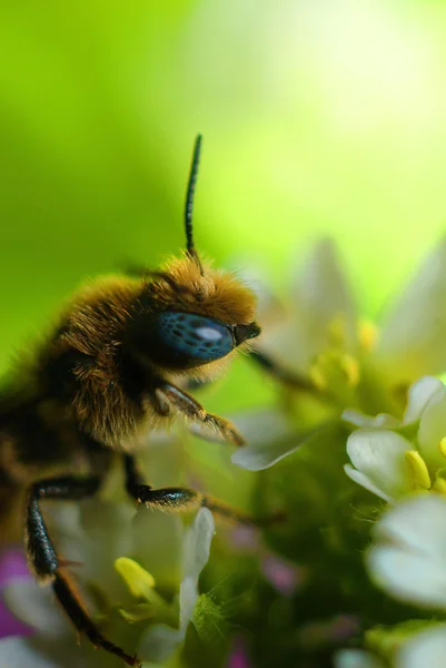 Honingbij — Stockfoto