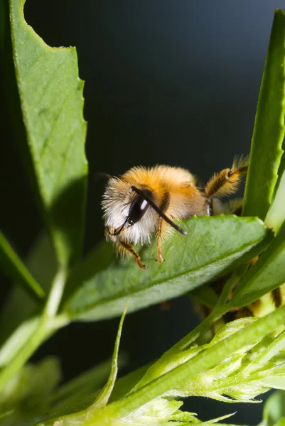 Honey bee — Stock Photo, Image