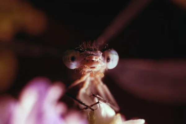 Μύγα — Φωτογραφία Αρχείου
