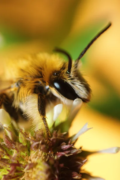 Honey bee — Stock Photo, Image