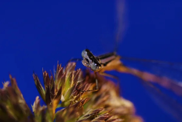 Libellula — Foto Stock