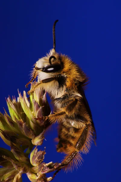 Honingbij — Stockfoto