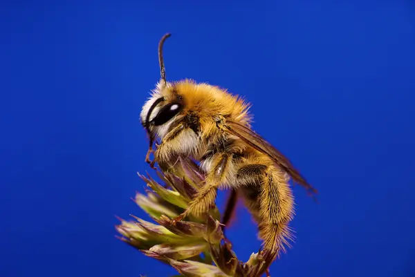 Honey bee — Stock Photo, Image