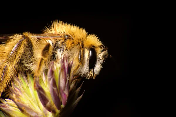 Honey bee — Stock Photo, Image