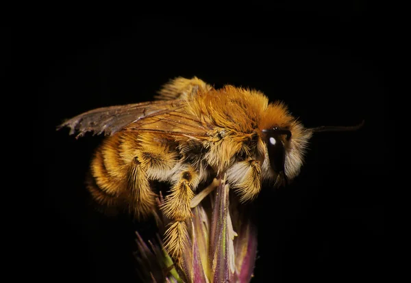 Dead bee — Stock Photo, Image