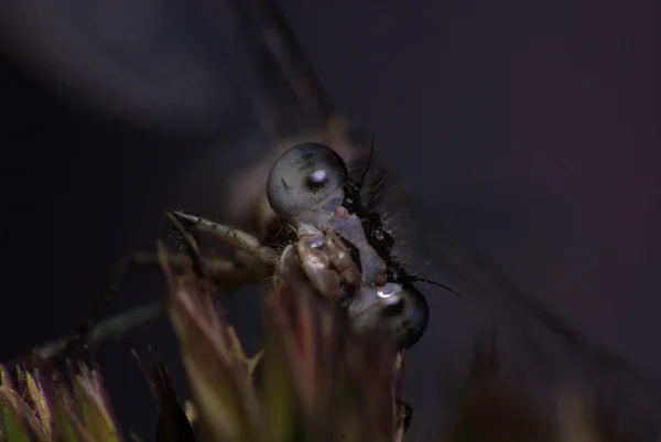 Dragonfly — Stock Photo, Image