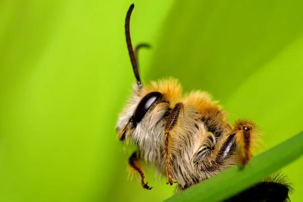 蜜蜂宝宝 — 图库照片
