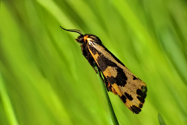 Zygaena — Stock fotografie