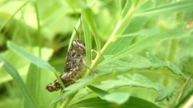 Grasscopper