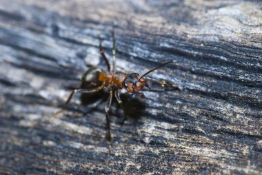 ahşap üzerine ant
