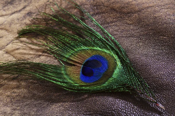 Feather peacock — Stock Photo, Image