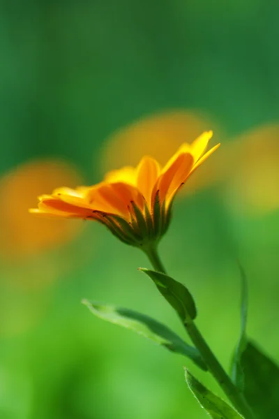 Orange blomma — Stockfoto